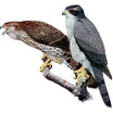 Northern Goshawk